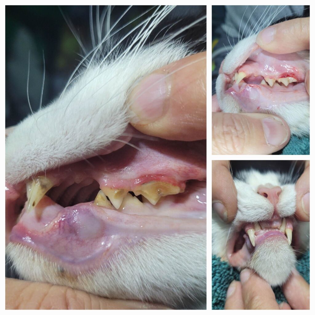 CAT TEETH CLEANING